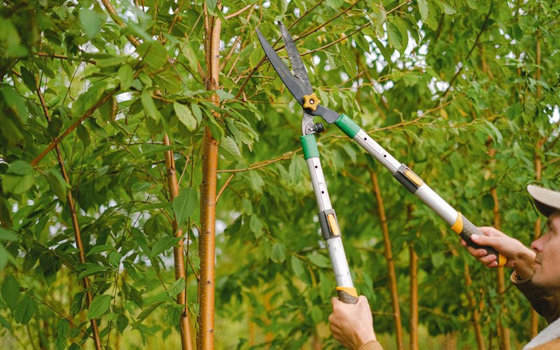 Tree trimming in Rocklake, ND